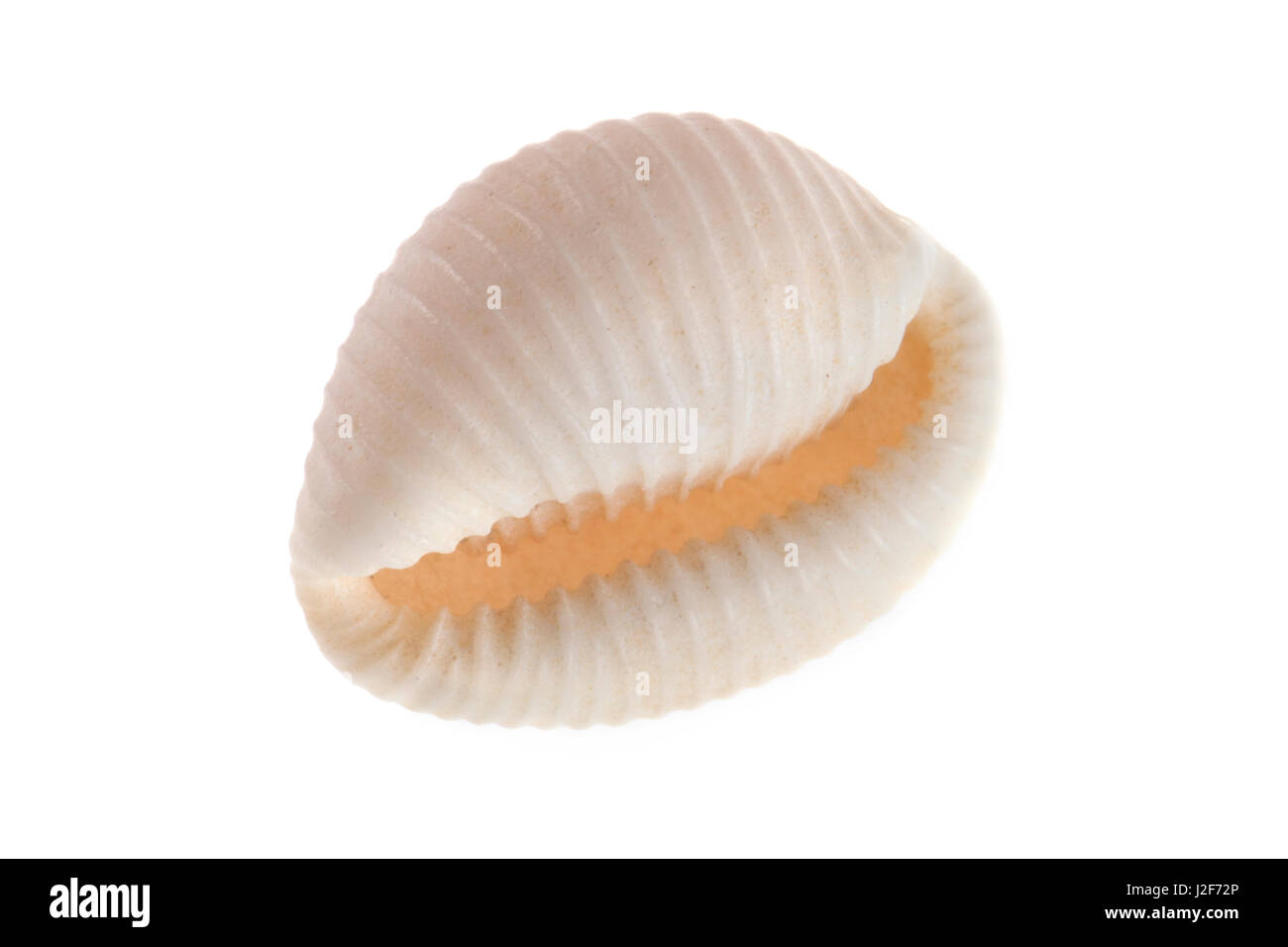 northern cowrie against a white background Stock Photo