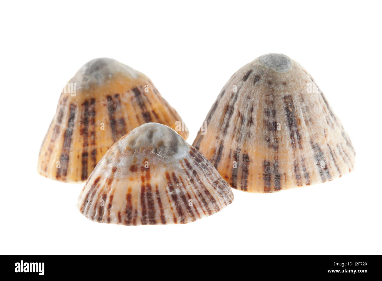 common european limpet isolated against a white background Stock Photo