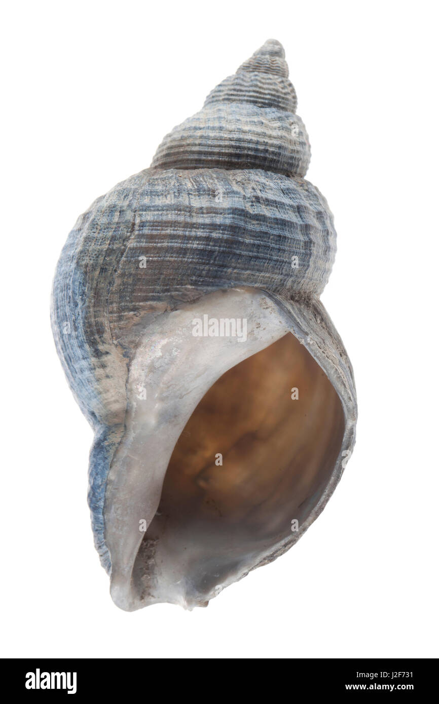 common whelk isolated against a white background Stock Photo