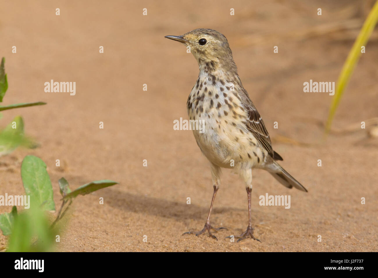 Buff-bellied Pipit; Anthus rubescens japonicus Stock Photo
