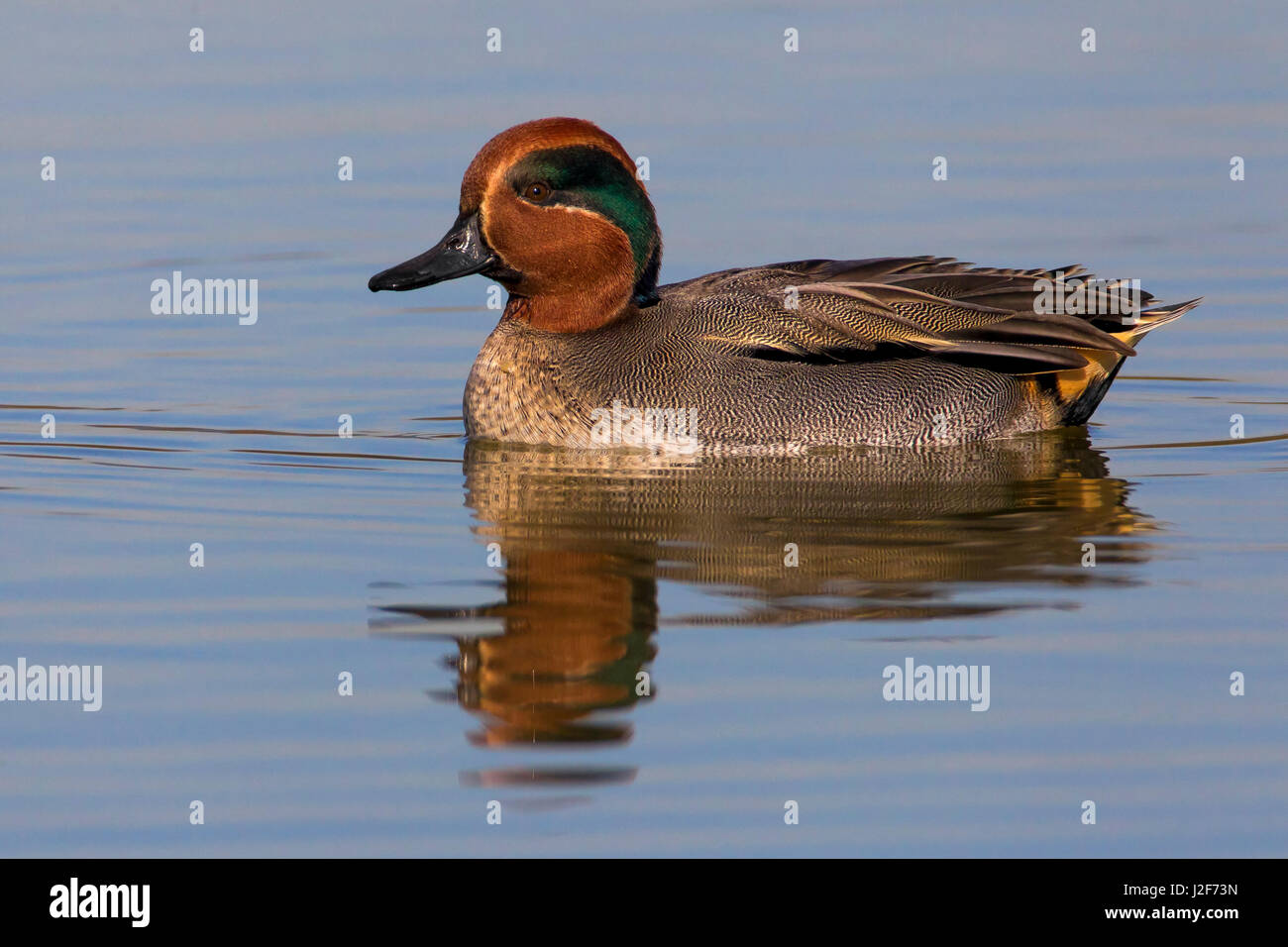 Eurasian Teal; Common Teal; Anas crecca Stock Photo