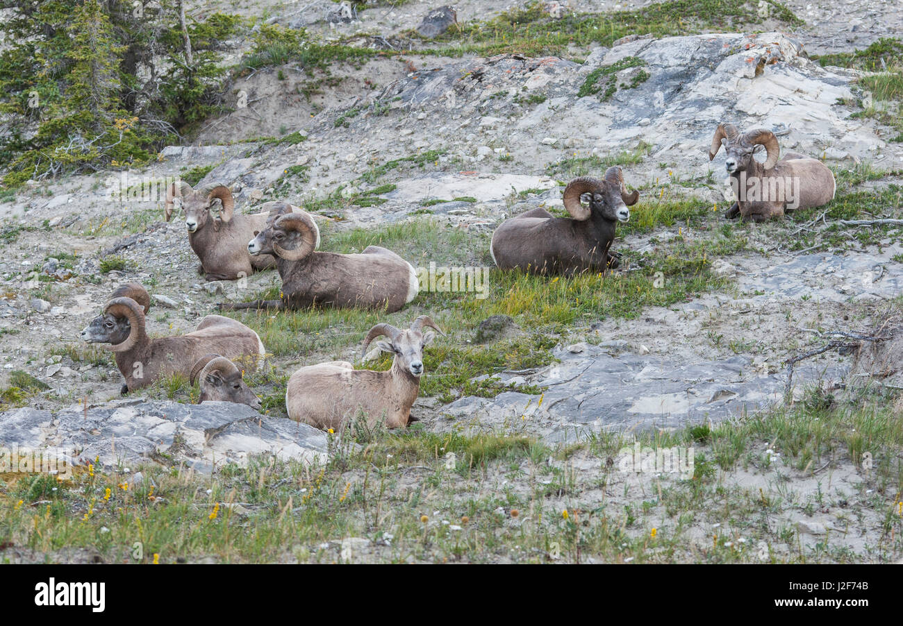 Herd of Bighorn sheep taking a rest on a mountain pasture Stock Photo ...