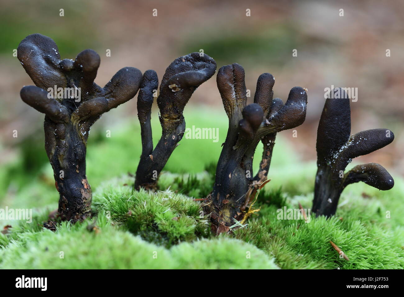 Close-up of the glutinous earth tongue Stock Photo