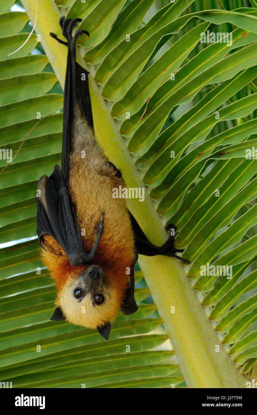 Aldabra Flying Fox hanging on palm leaf Stock Photo