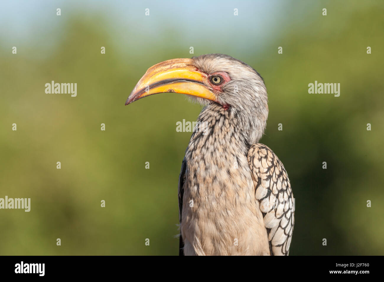 Portrait of a Yellow-billed Hornbill against green background Stock Photo