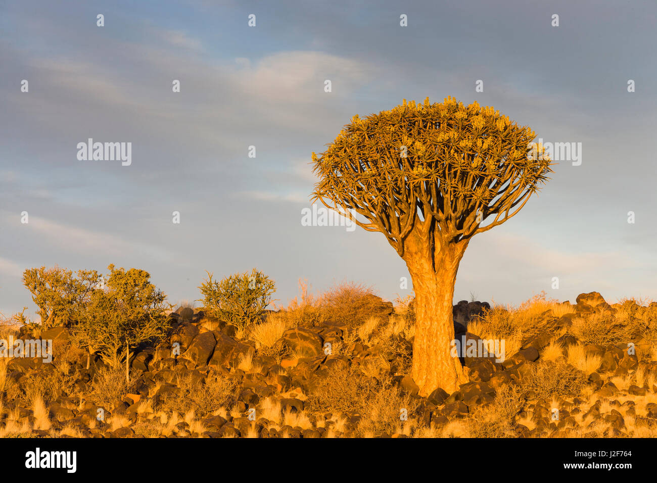 Quiver tree at sunset Stock Photo