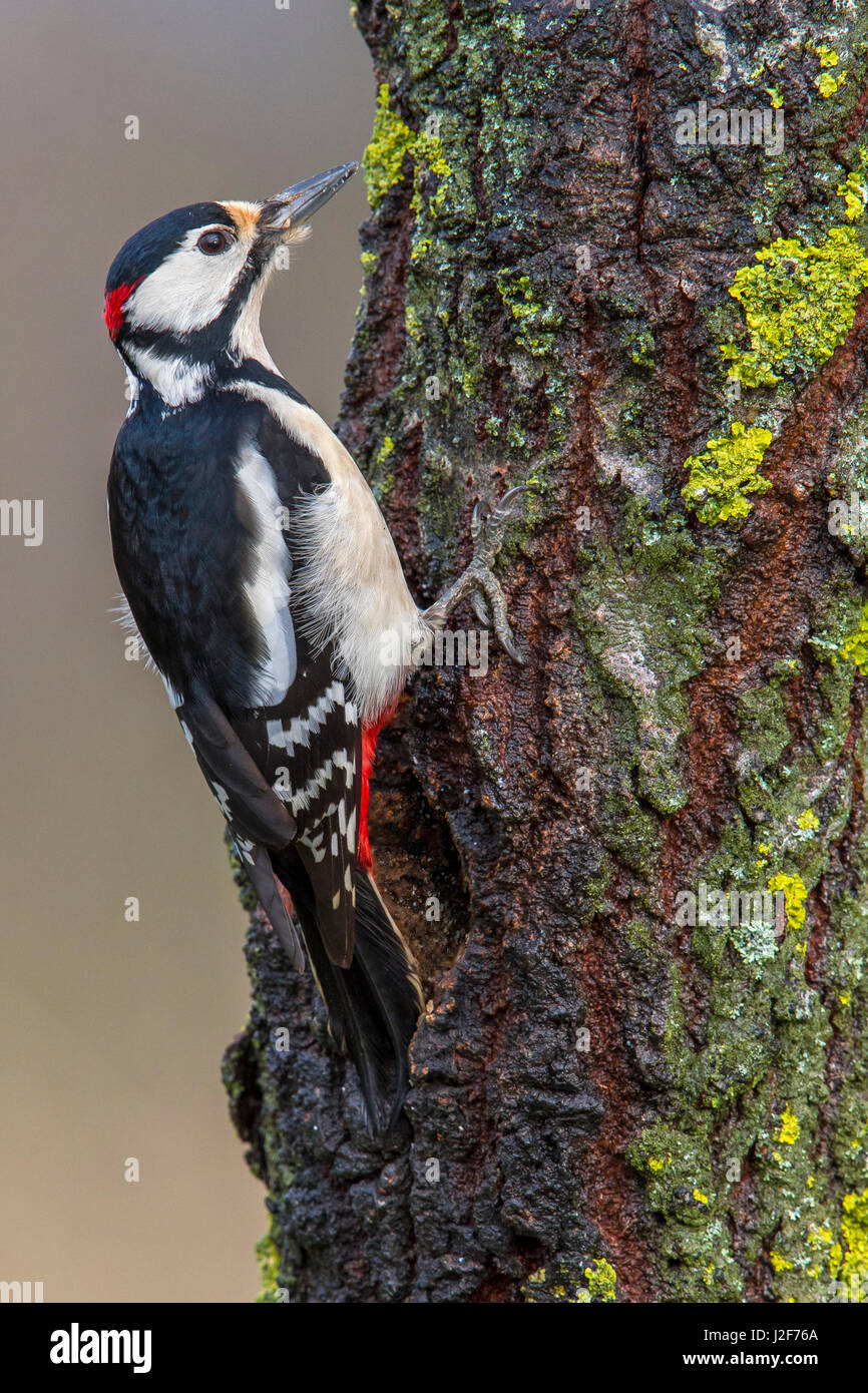 Great Spotted Woodpecker; Dendrocopos major Stock Photo
