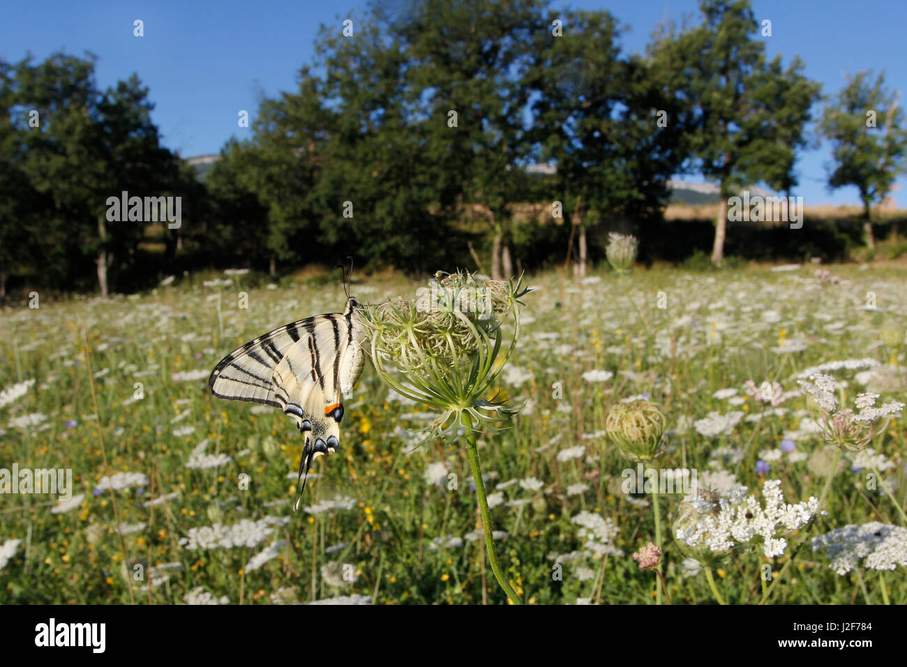 a resting Scarce Swallowtail in a dry grassland full with flowers Stock Photo