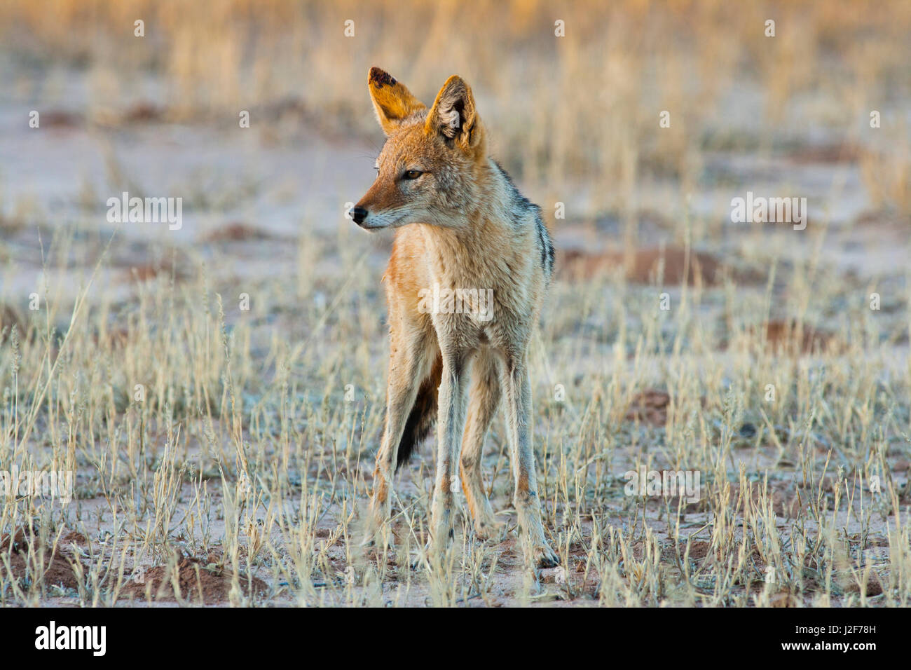 Jackal standing in the last sun of the day Stock Photo
