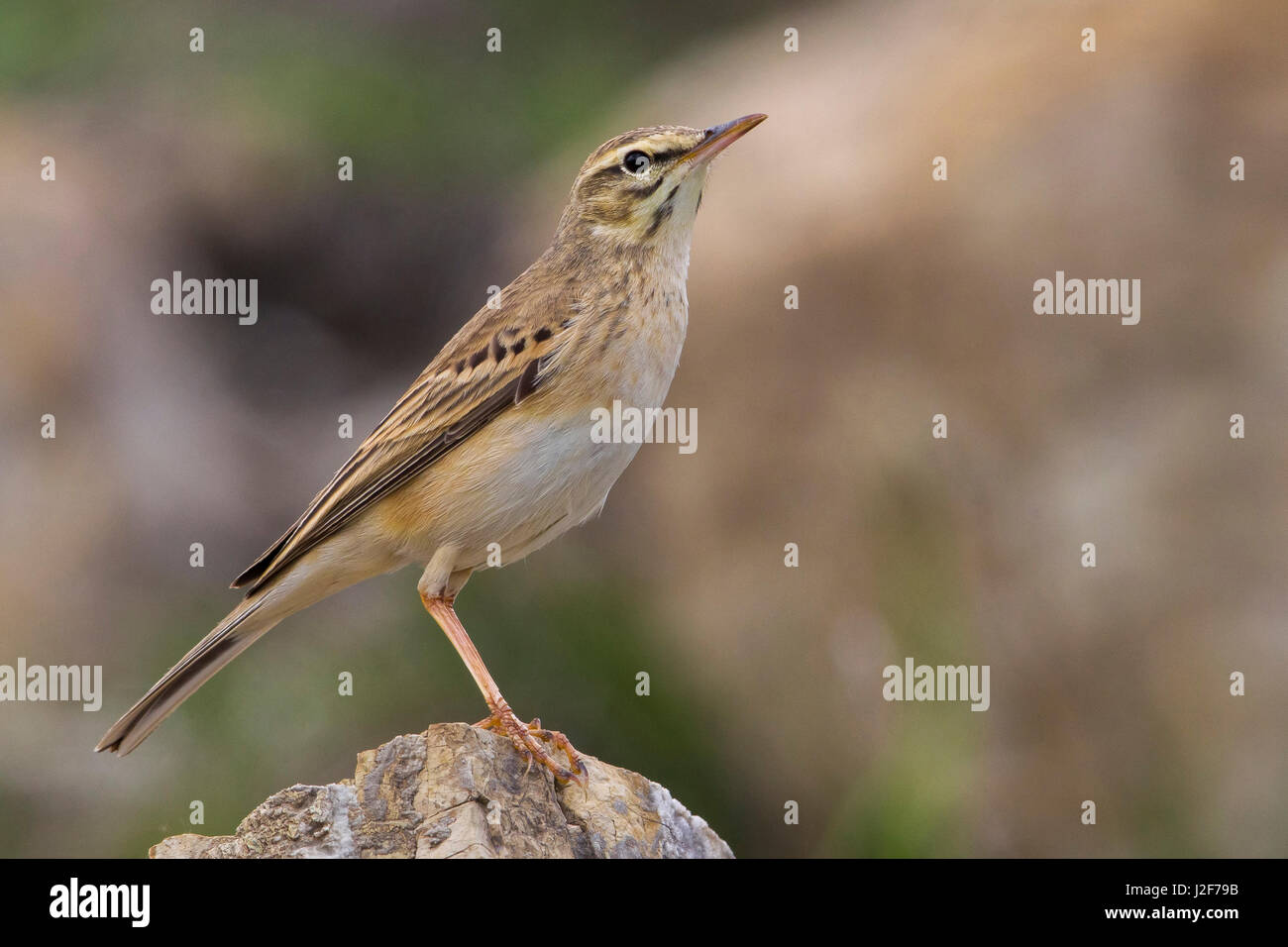 Tawny Pipit Anthus Campestris Stock Photo Alamy