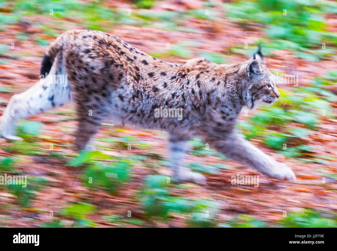 european lynx in motion Stock Photo