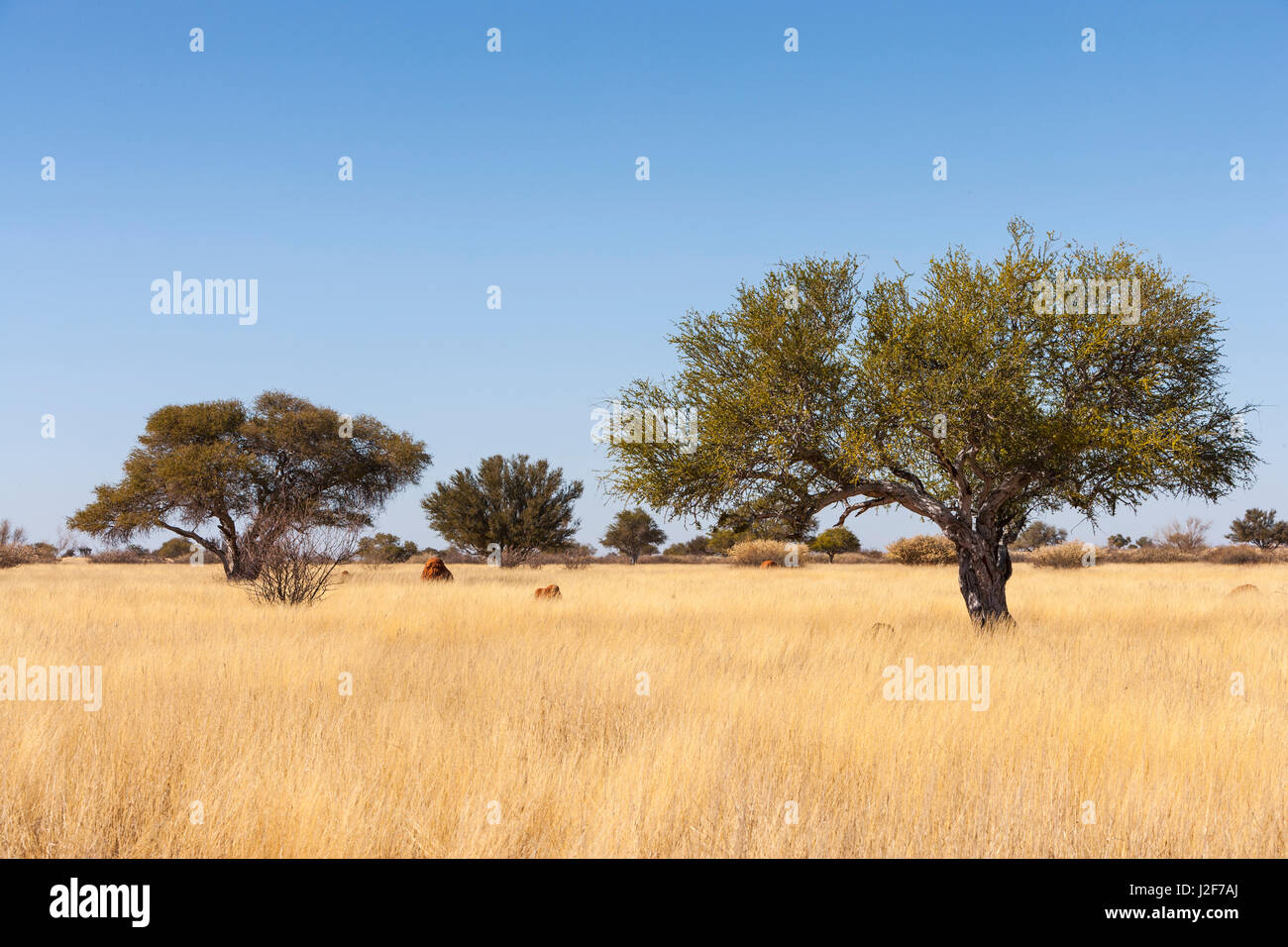 Savanna landscape with trees in the Kalahari desert in eastern Namibia Stock Photo