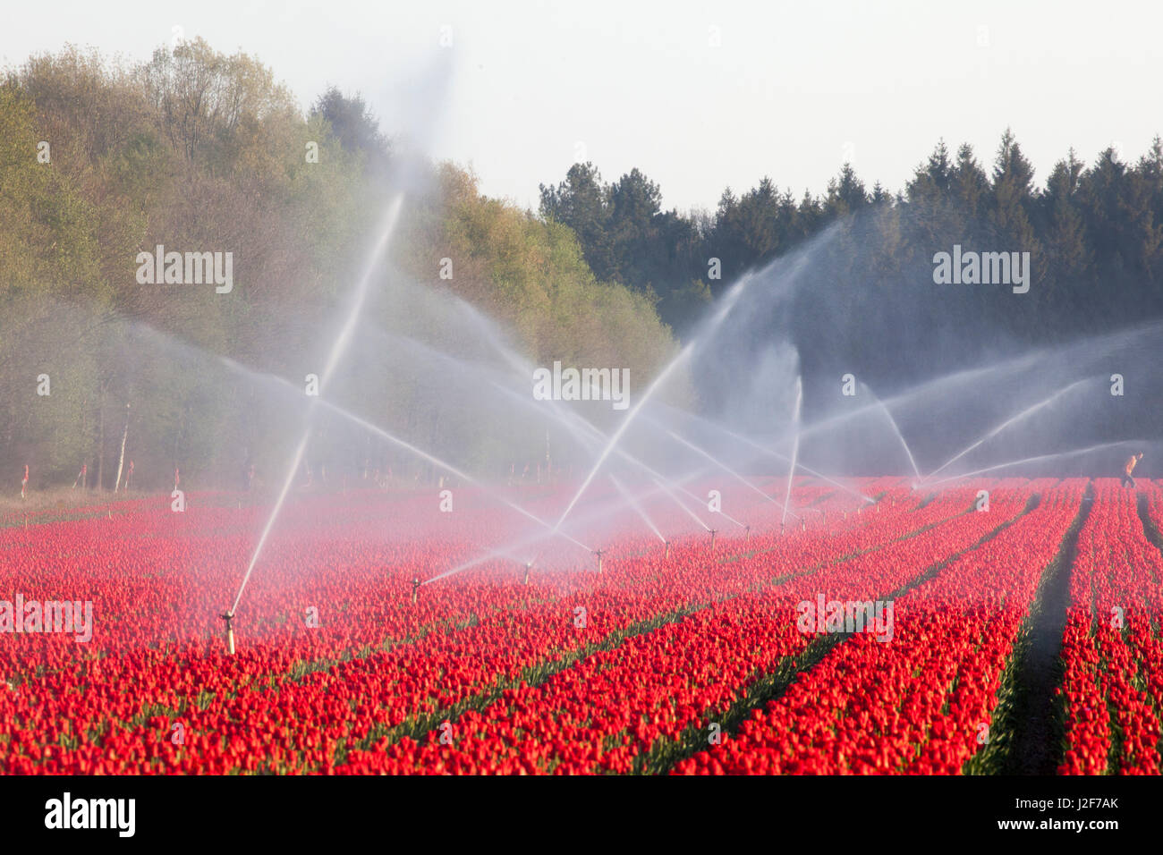 Irrigation of tulips Stock Photo