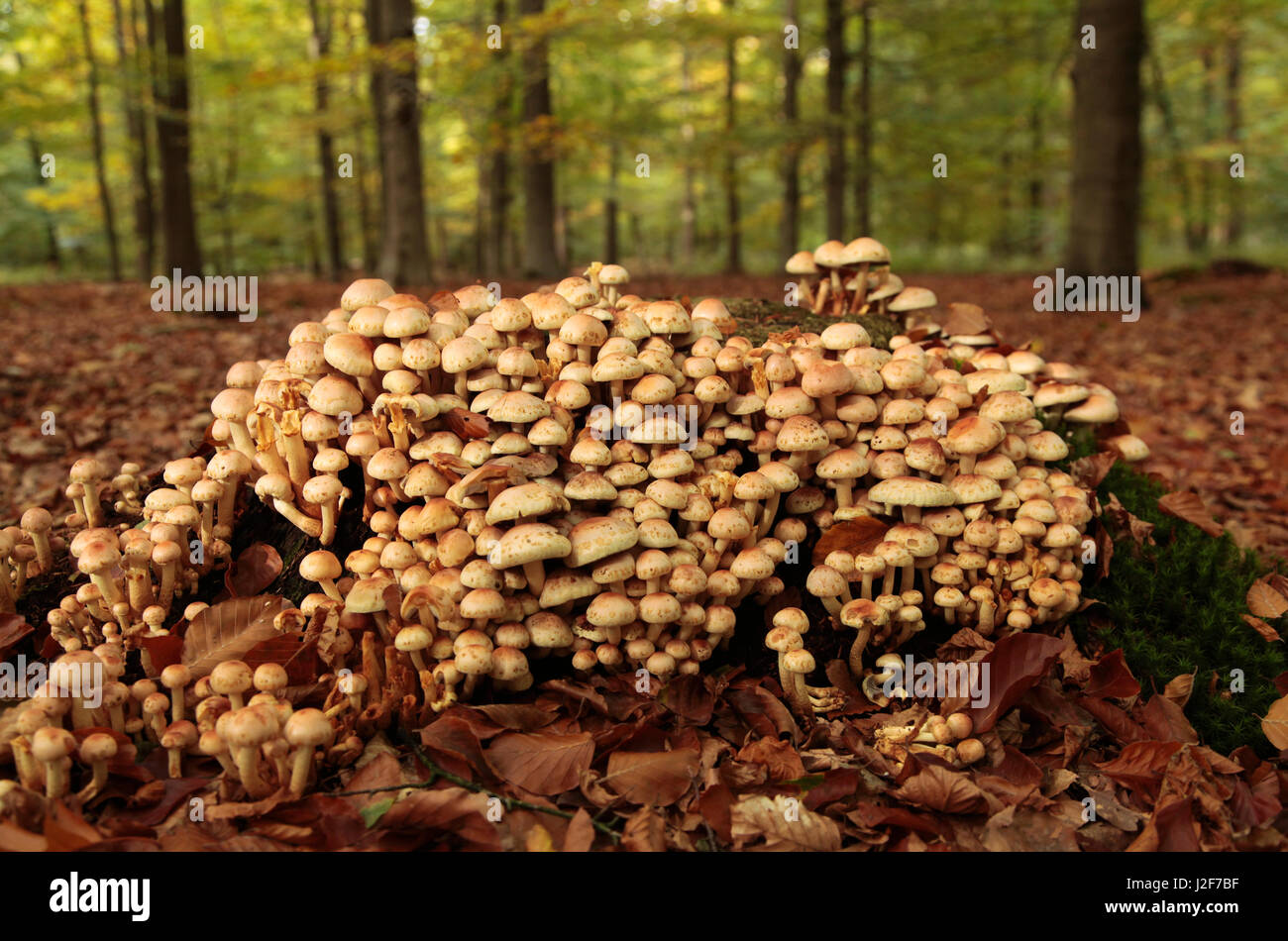 Psilocybe sublateritia (Red Sulpher Tuft) in a beech forest. Stock Photo