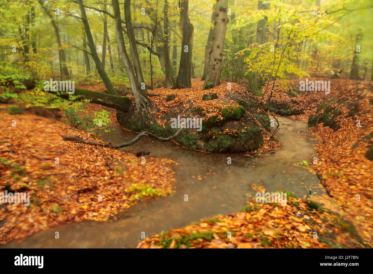 Rainfall in an autumn forest with a brook Stock Photo