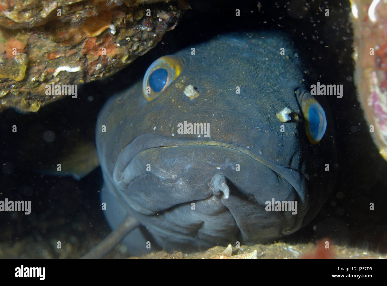 The Lom is a fish from the family of the cod, Stock Photo