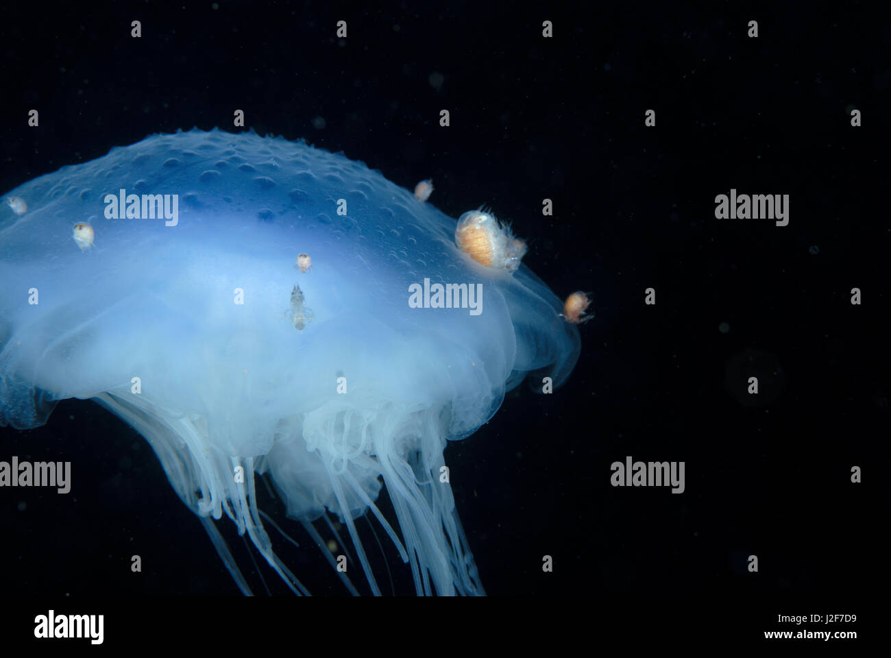 Blue jellyfish with Symbiotic amphipod that lives on his body. Stock Photo