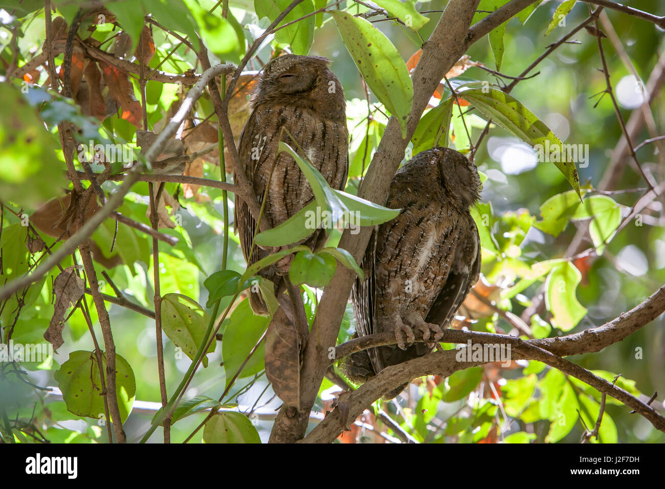Two owls asleep during the daytime Stock Photo