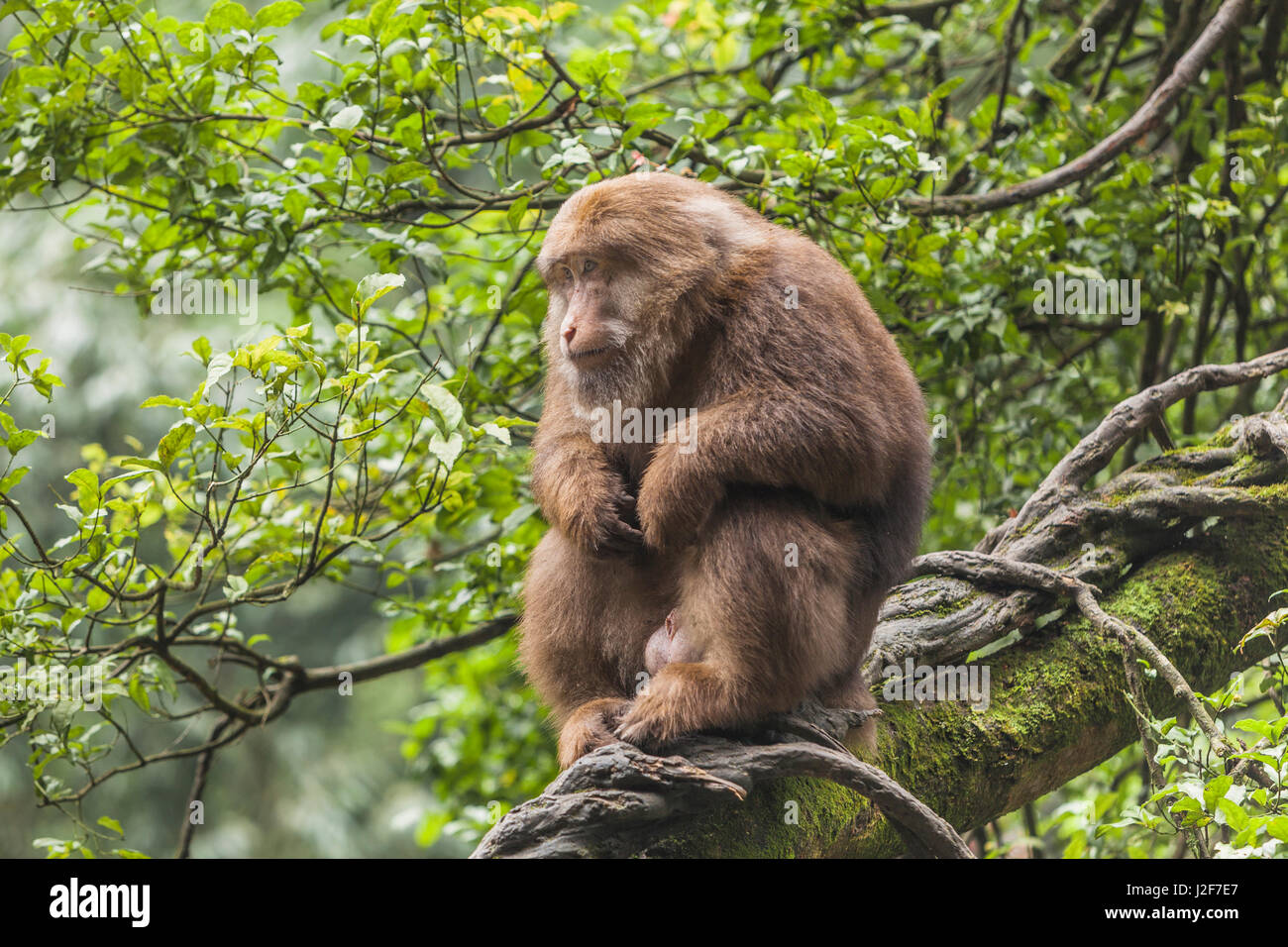 Male Tibetan Macaque sitting in a tree Stock Photo