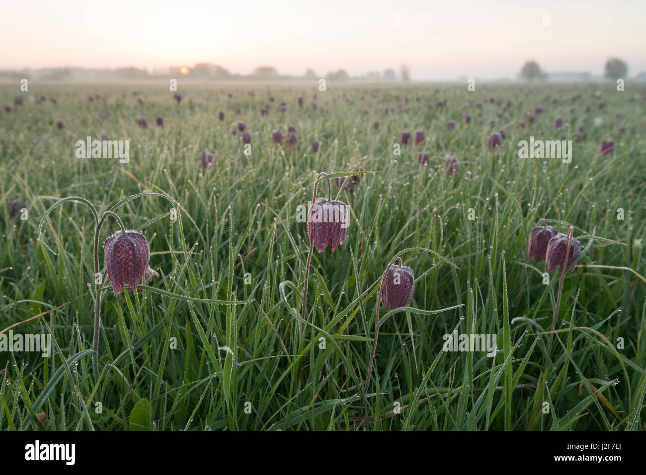 Field filled with flowering snake's head fritillaries covered in dew drops during sunrise Stock Photo