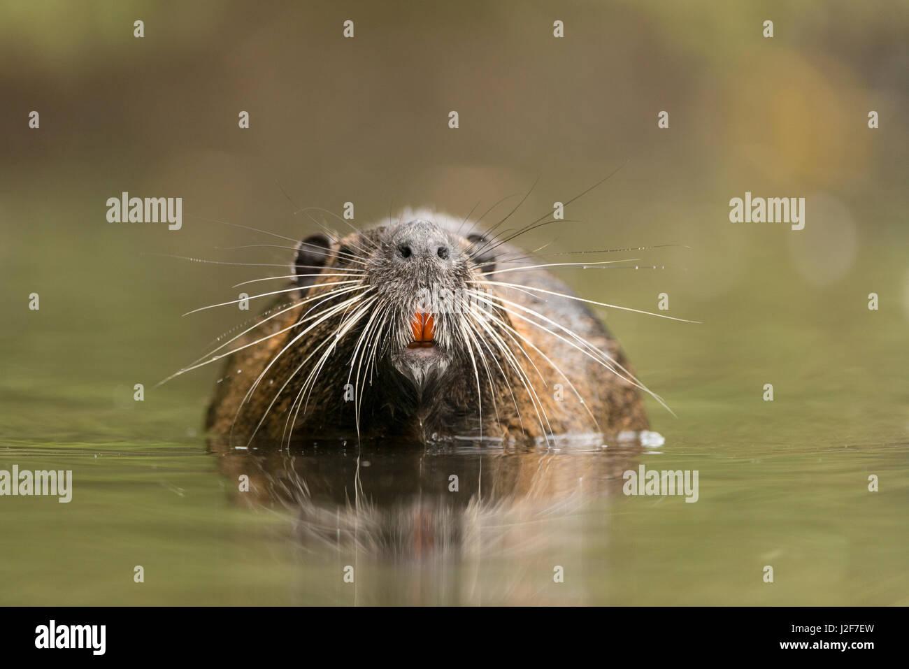 Frontal view of coypu with emphasis on the whiskers Stock Photo