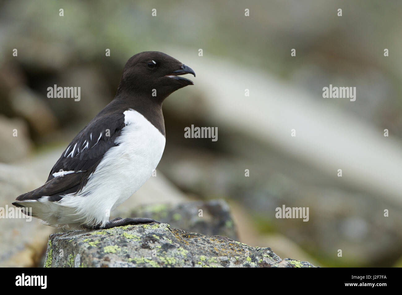A Little Auk on a rock in the colony Stock Photo