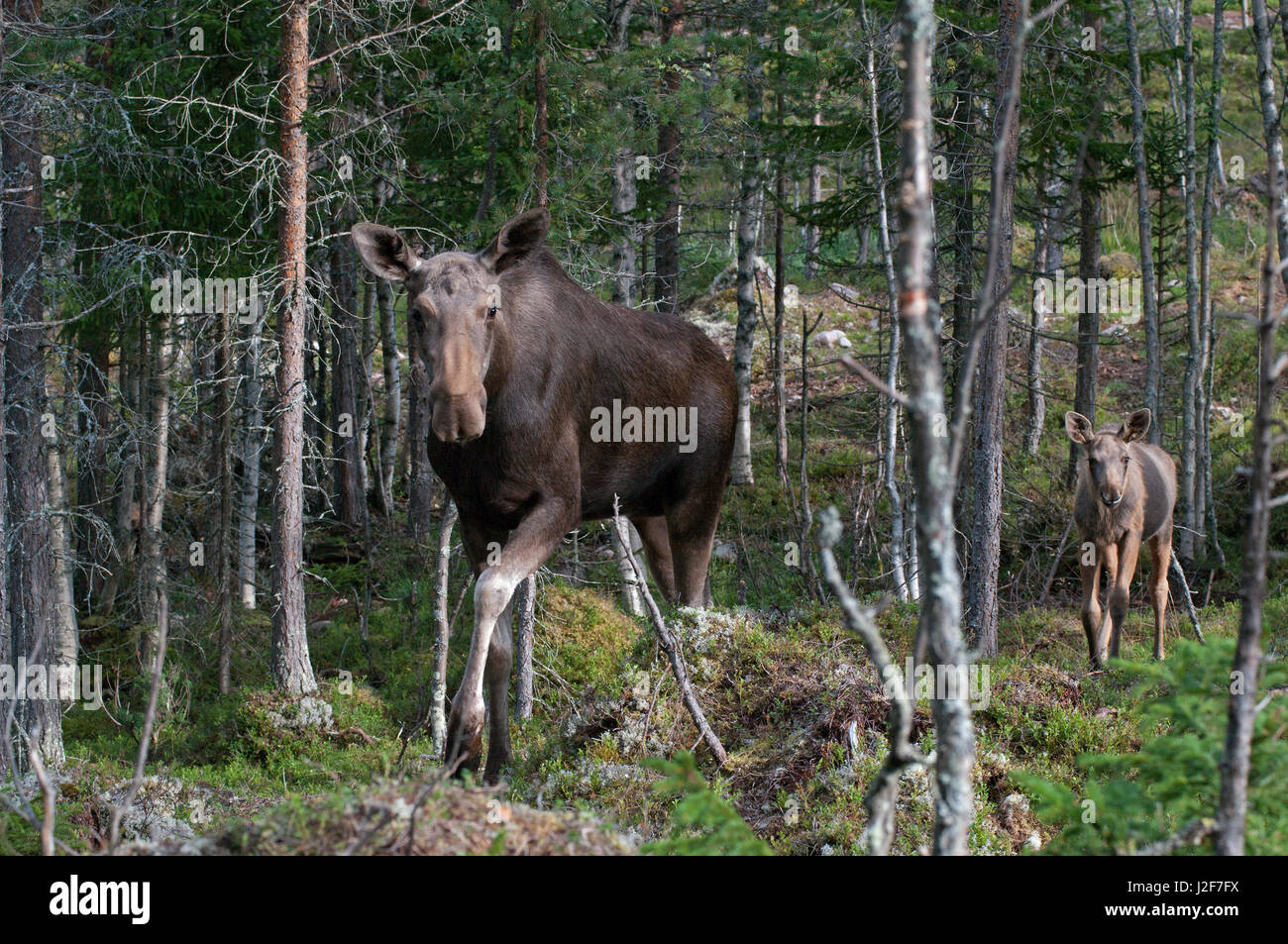 Eurasian Elk (Alces alces) mother and juvenile Stock Photo