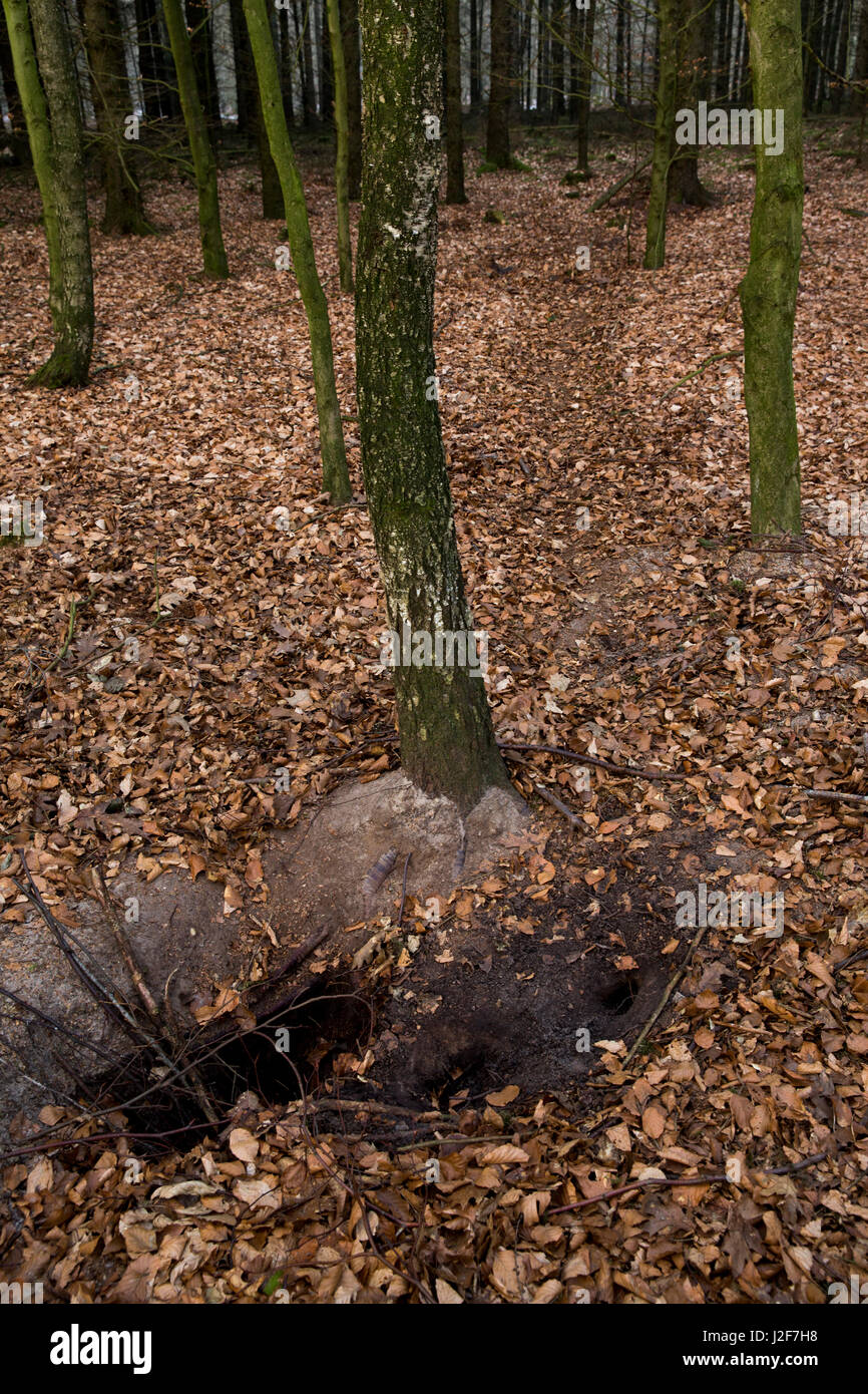 All other entrances of the sett have been closed with leaves, this open entrance is used by the badgers Stock Photo