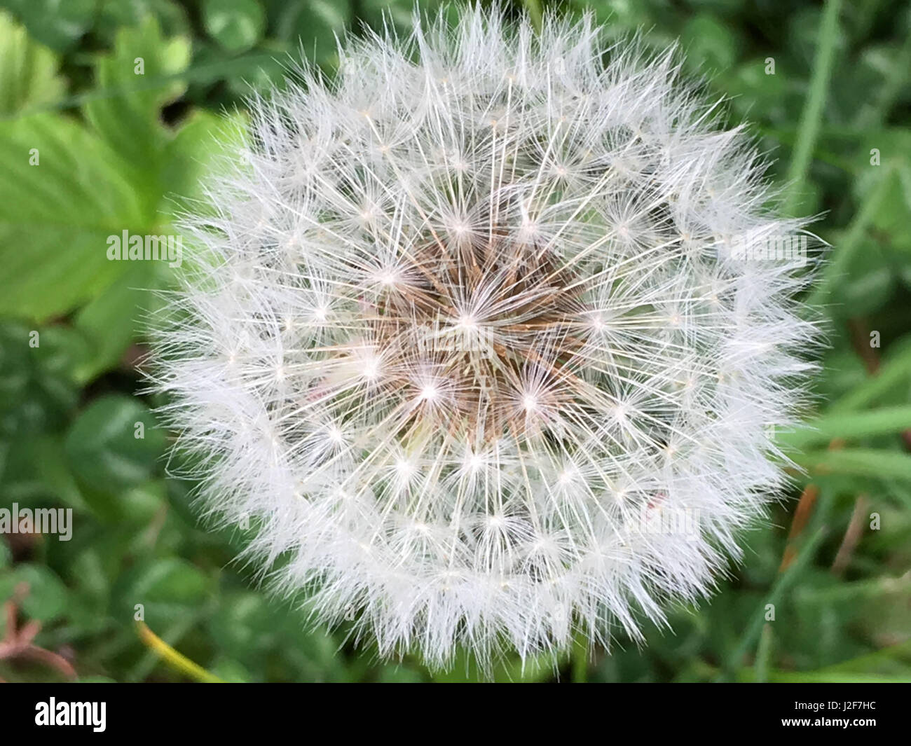 Taraxacum, dandelion seedhead Stock Photo
