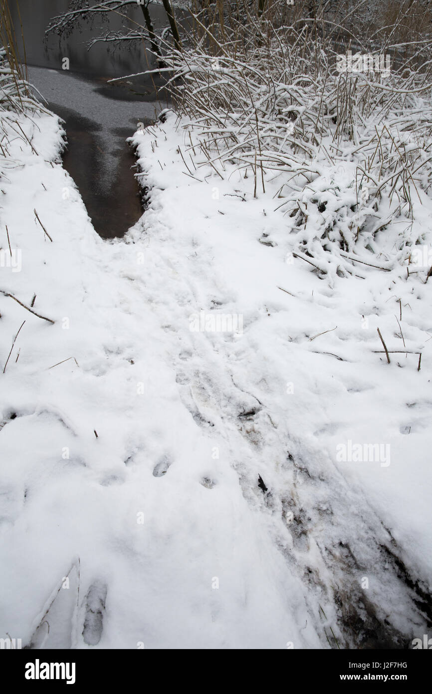 Beaver crossing from one water in the other water, with a lot of footsteps Stock Photo