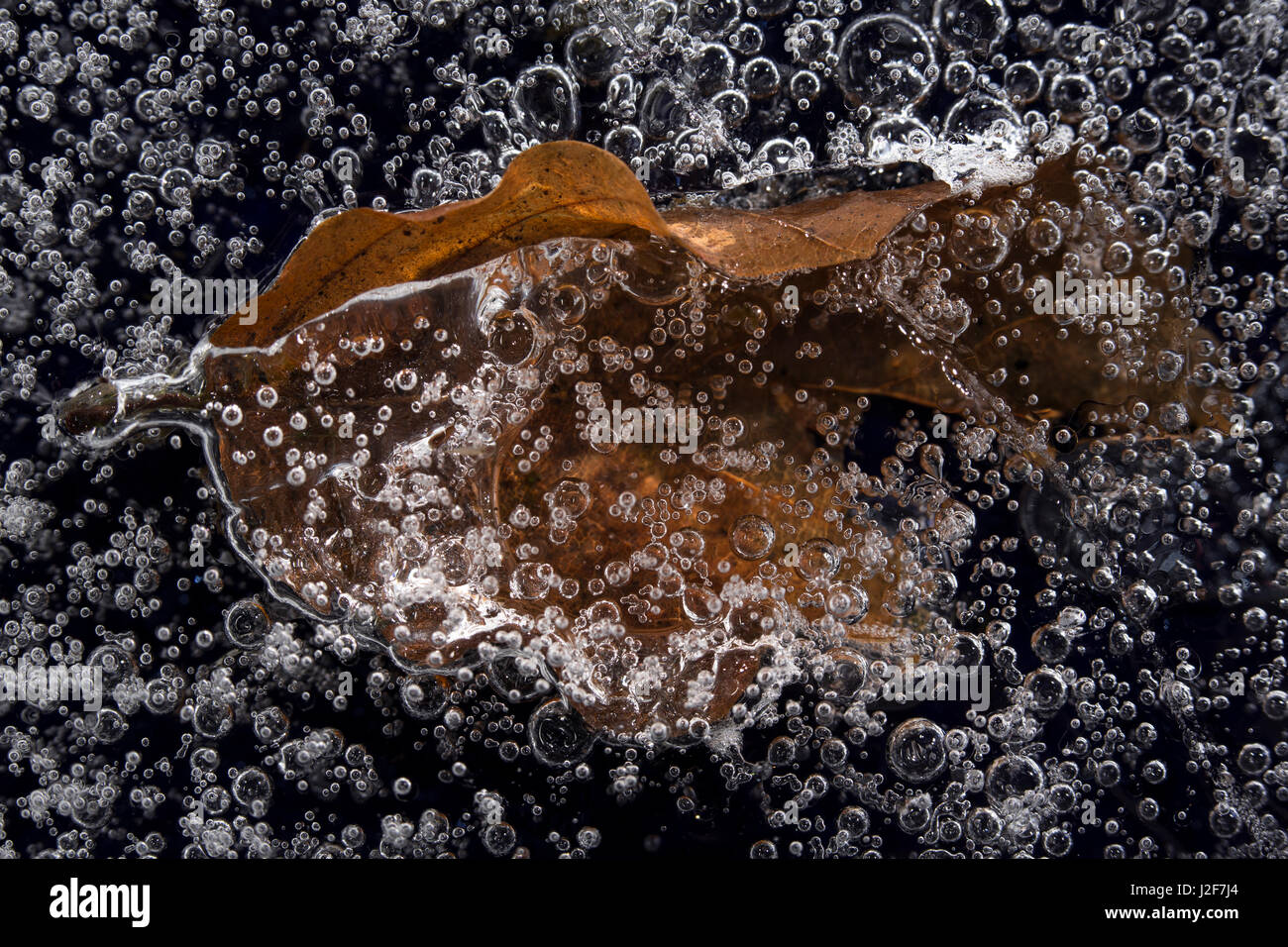 a leaf of a tree is frozen in the ice Stock Photo