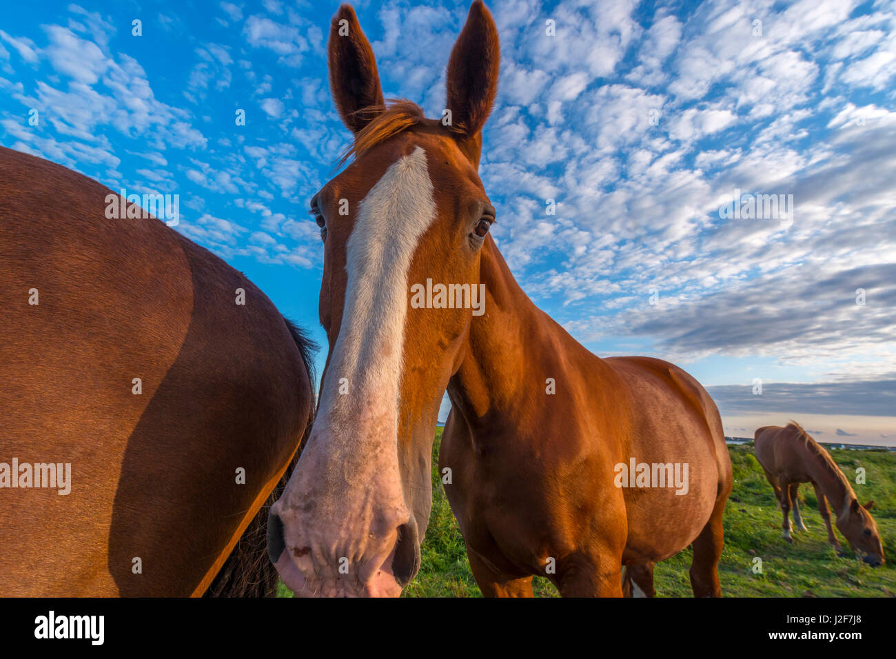 horses during sunset Stock Photo Alamy