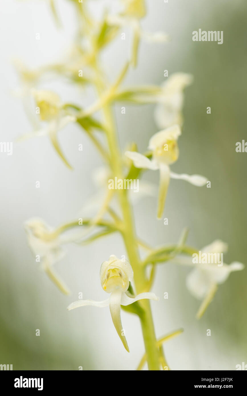 Close-up of flowering greater butterfly-orchid photographed against the sky Stock Photo