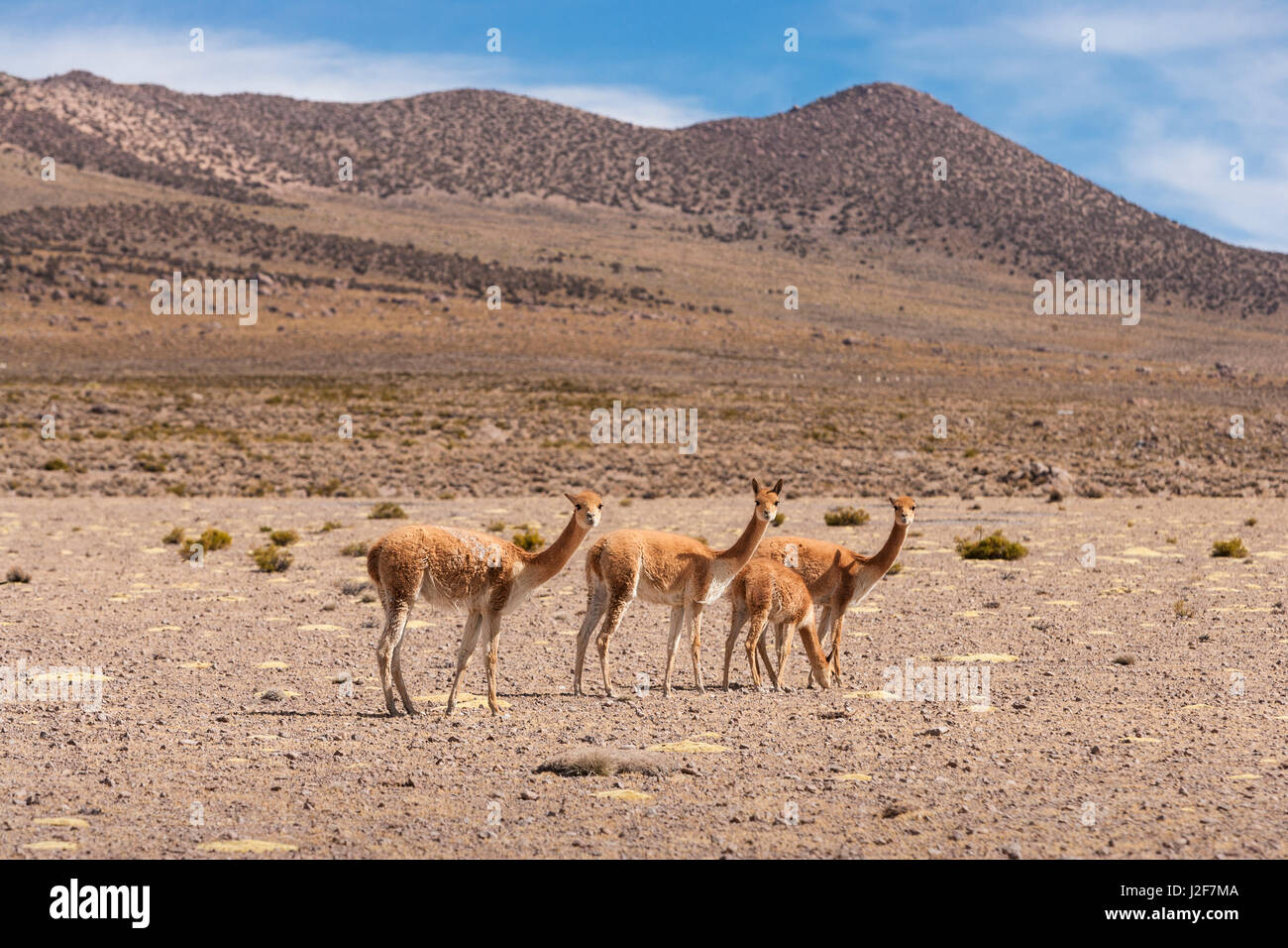 Vicunas standing on the dry Altiplano Stock Photo