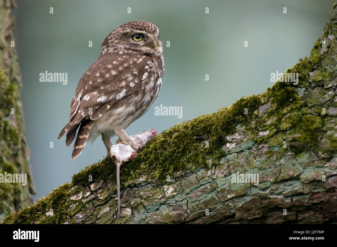 A little owl caught a mouse Stock Photo