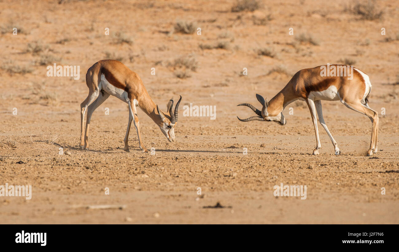 Two Springbok bucks are fighting in the rutting season Stock Photo