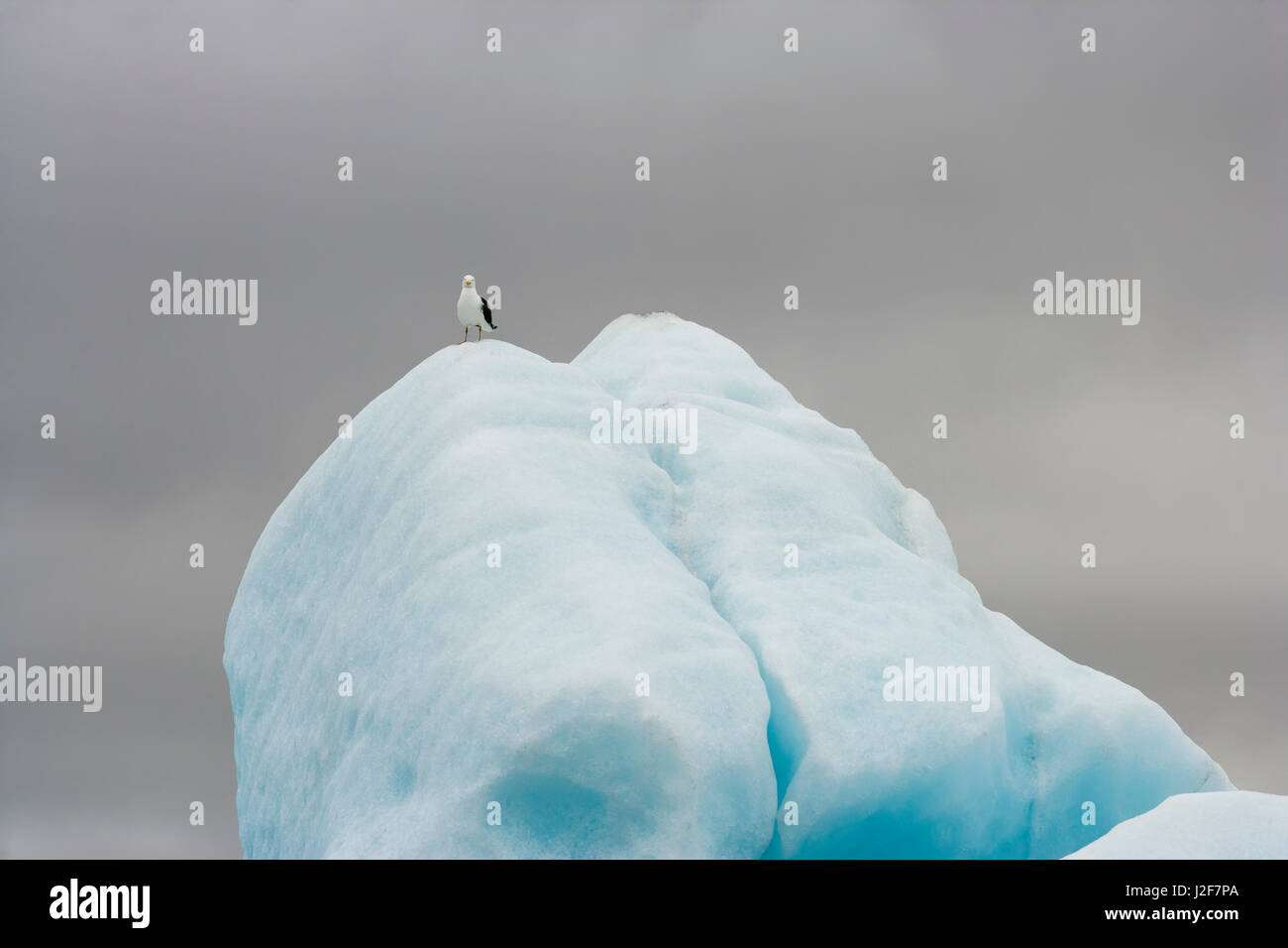 Black-backed Gull on an iceberg in the icelake JÃ¶kullsarlon Stock Photo