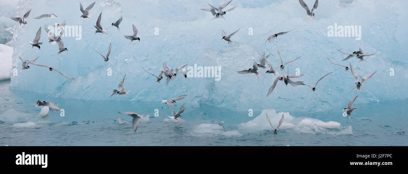 Arctic Terns fishing among the icebergs in the glacial lake JÃ¶kulsarlon Stock Photo