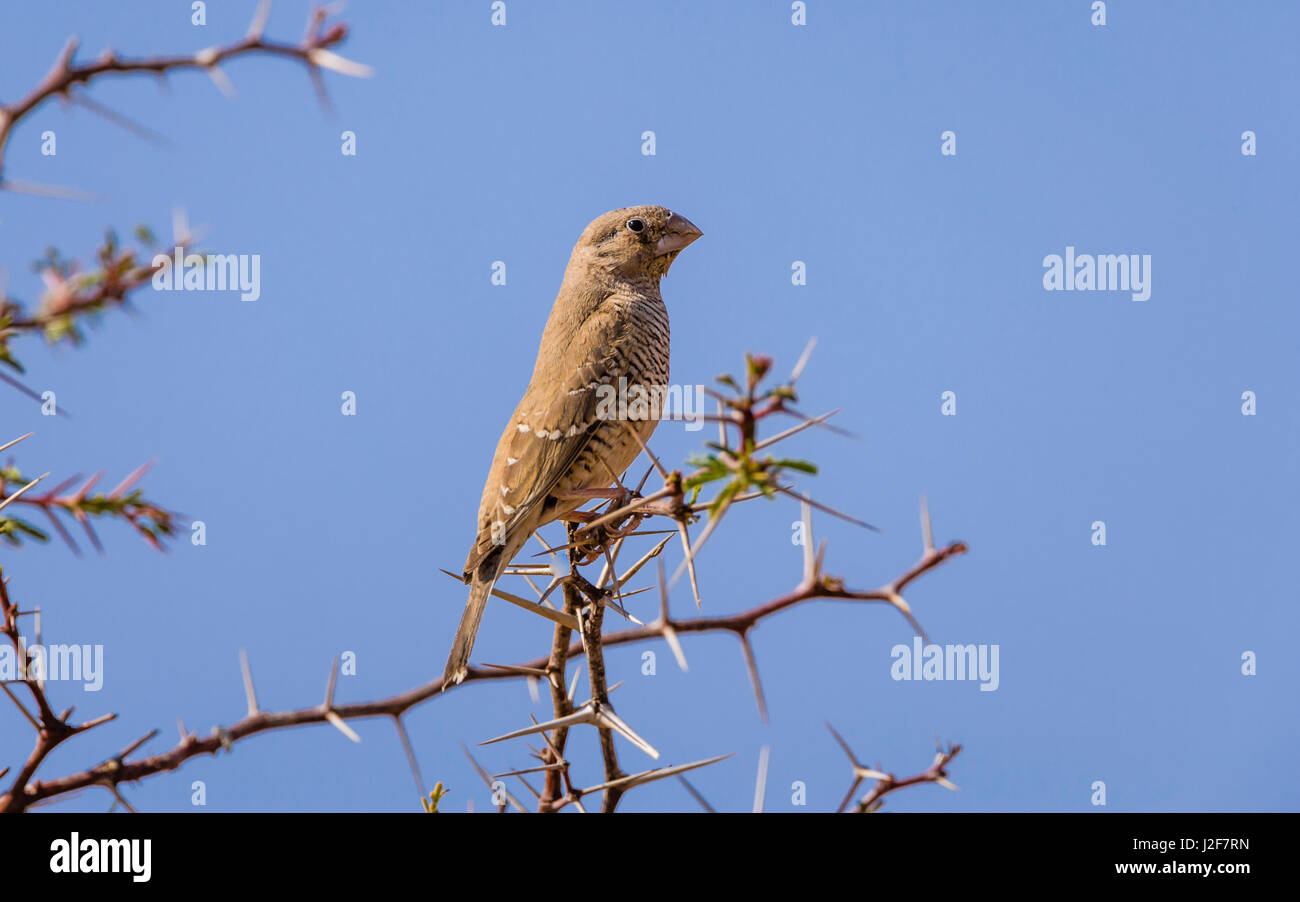 Female Red-headed Finch sitting on a branch of a Camelthorn Tree Stock Photo