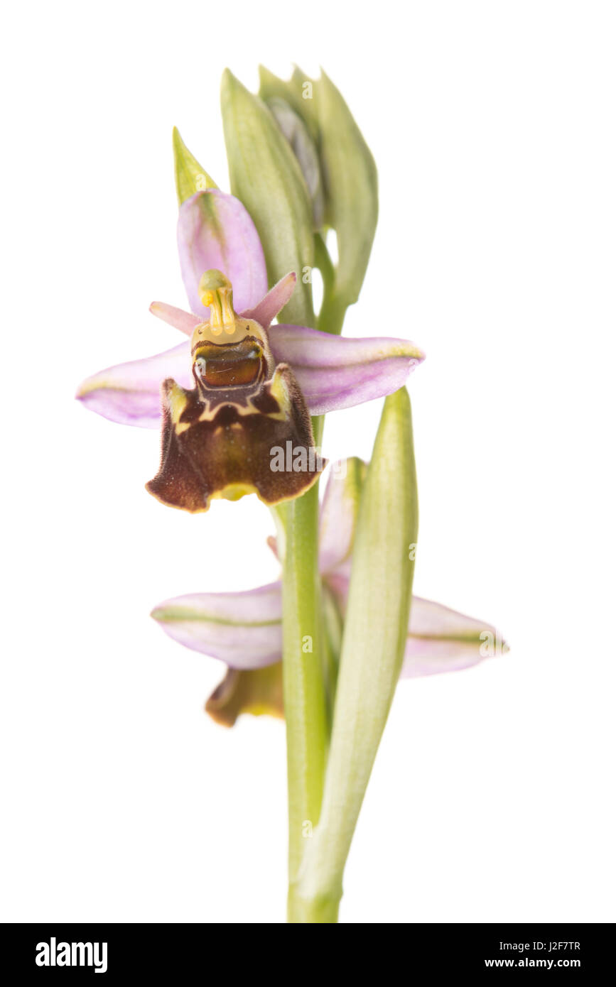 Late spider-orchid isolated against white backgound Stock Photo