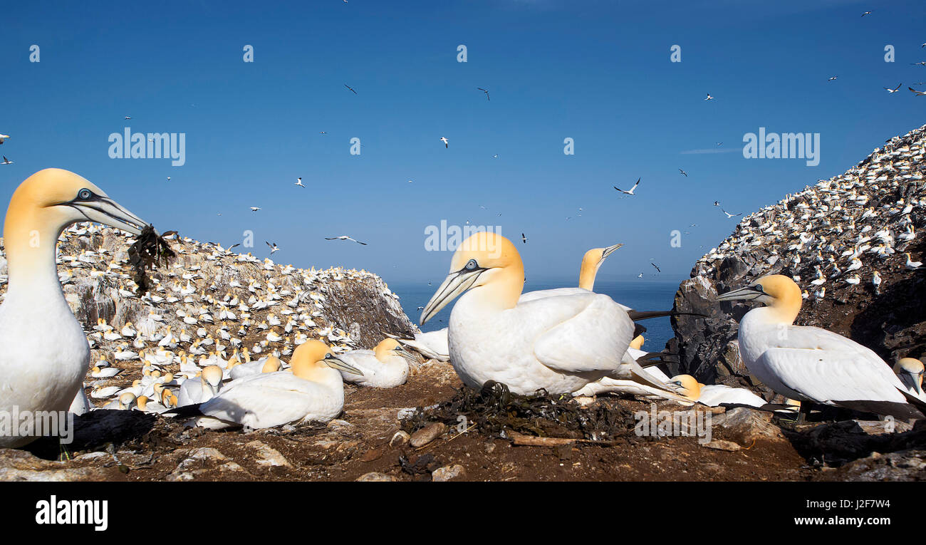 Northern Gannet breeding on egg in breeding colony on rock island the Bass rock in the North Sea. Europe Stock Photo