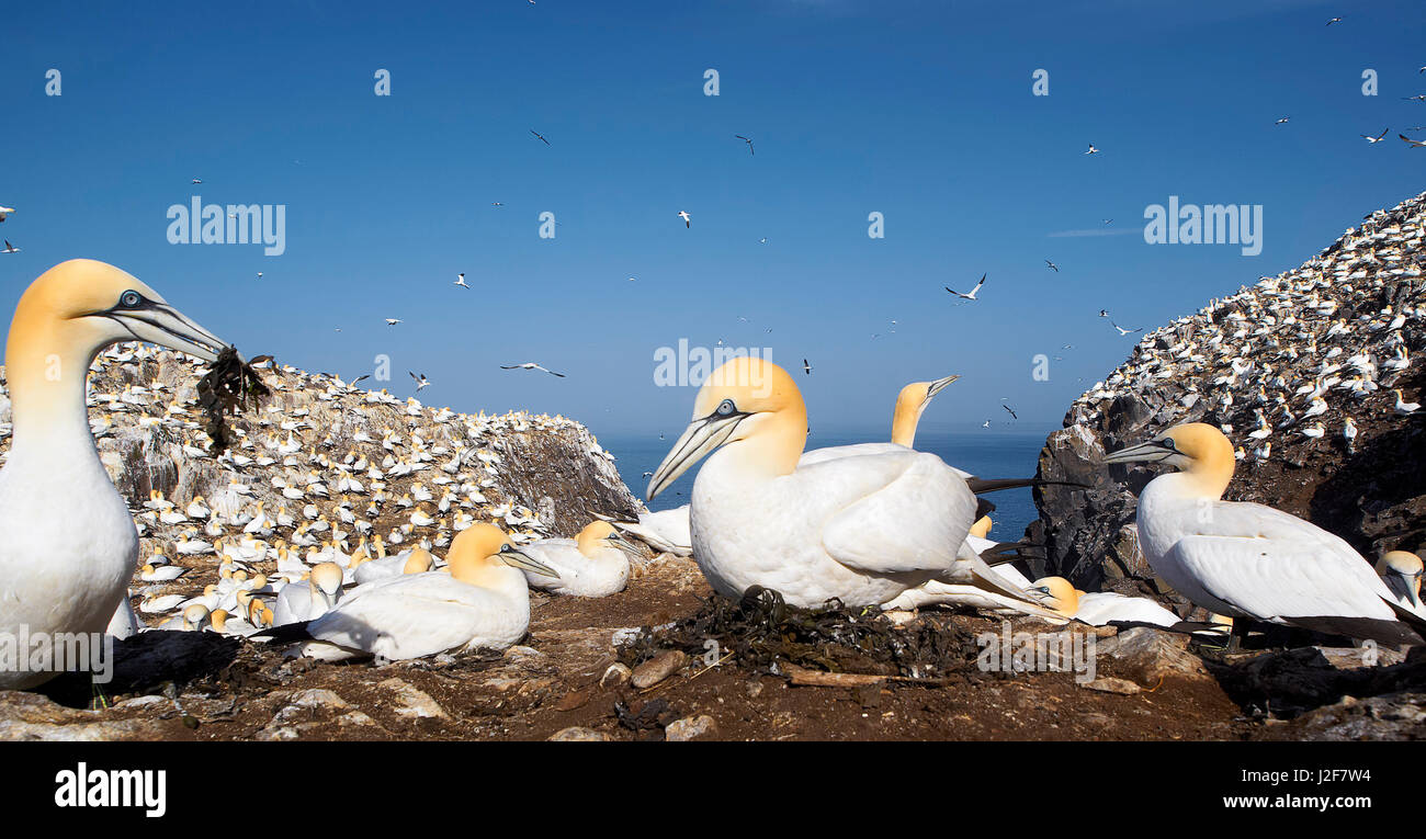 Northern Gannet Breeding On Egg In Breeding Colony On Rock Island The Northern Gannet Breeding On Egg In Breeding Colony On Rock Island The