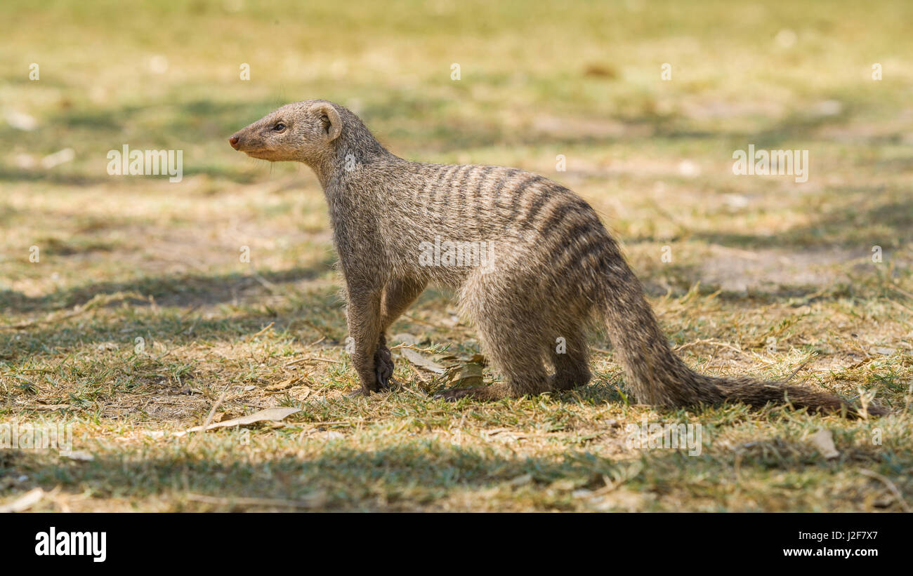 Banded Mongoose is foraging in the shade of a forest Stock Photo