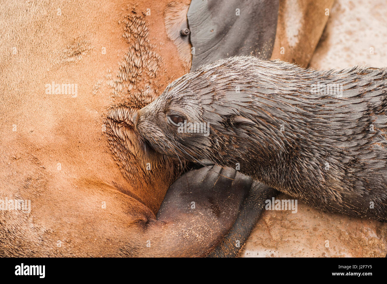 Cape Fur Seal mother suckling Stock Photo