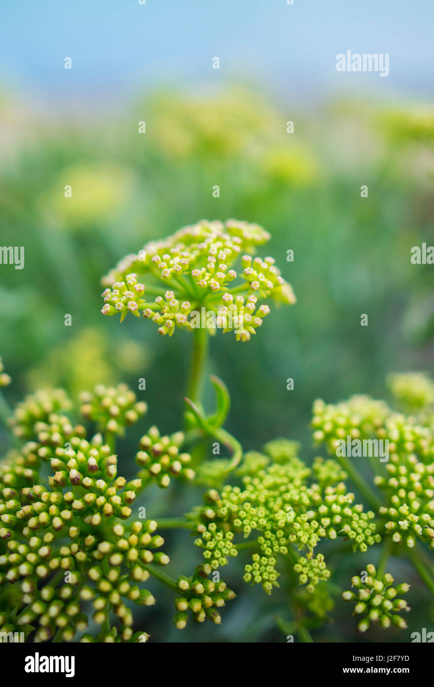 Rock Samphire flowers Stock Photo