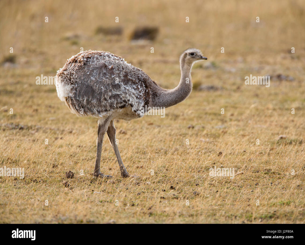 Lesser Rhea foraging on the pampa Stock Photo