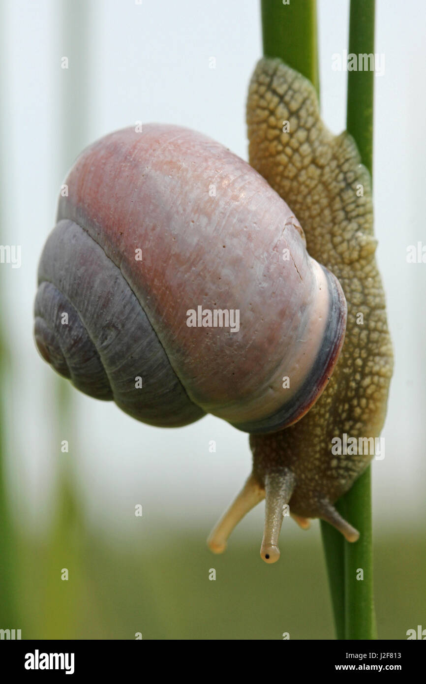 Grove Snail on stalks of Blunt-flowered Rush Stock Photo