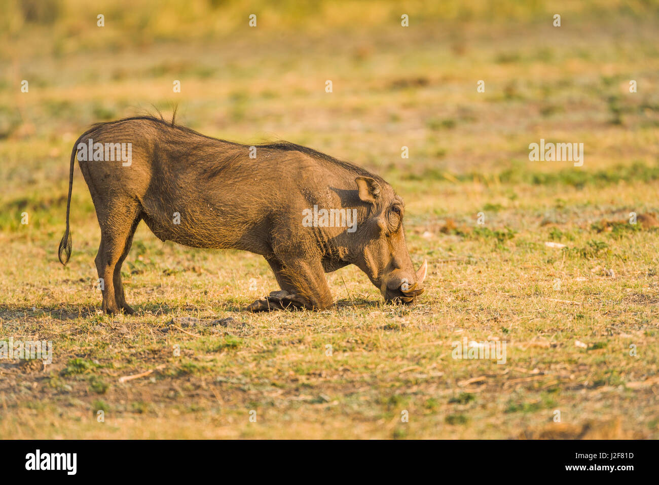 Warthog sinks through its legs to graze Stock Photo