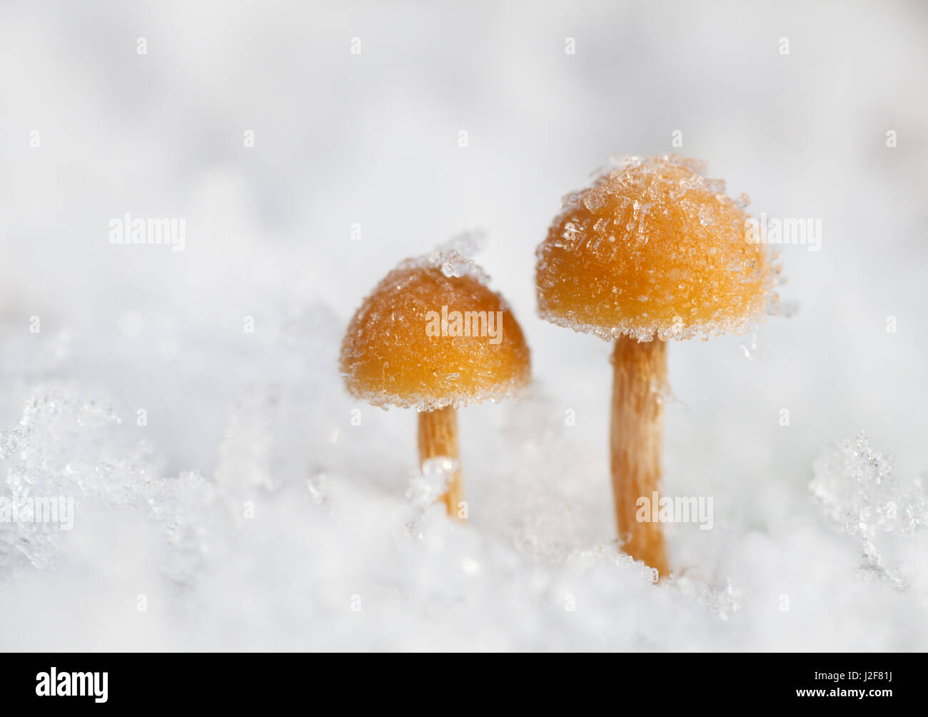 Toadstools in the snow Stock Photo