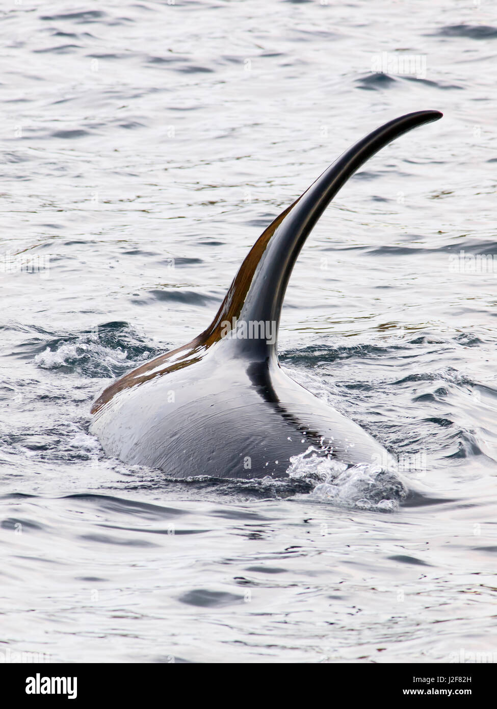 Orca's in the North Sea. Seldomly photographed in the North Sea. Orcas (killer whales) can be identified on an individual basis due to natural markings and differences in fin shape. Orcas have an obvious dorsal fin that varies in shape and size, often with distinctive nicks or scars. The saddle patch also varies from individual to individual in shape, size, color and scarring Stock Photo